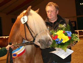 Die Haflinger von Werner Reimer sind exzellente Fahrponys, die ihn auf Platz 2 der Ponyzüchter katapultierten. Foto: Wego